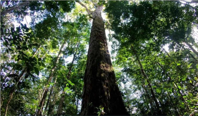Arbol